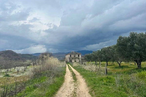A dirt road leads to a dilapidated two-story house under a brooding, cloud-filled sky. The house, with missing roof sections and broken windows, stands amidst a landscape of olive trees and fields dotted with small budding trees and tall grasses. Rolling hills stretch in the background.