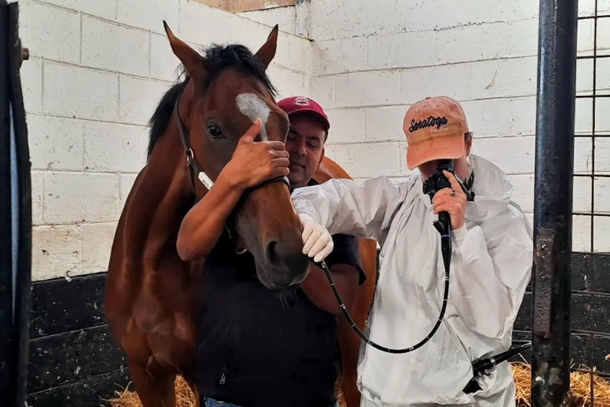 A brown horse with a white blaze is examined via endoscope by a person in a white protective suit and orange cap, while a man in a red cap gently holds its head.