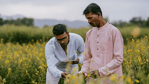 Two men examine yellow wildflowers in a field.