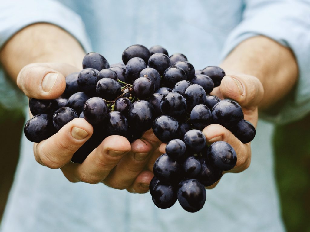 Close up shot of hands holding a bushel of grapes